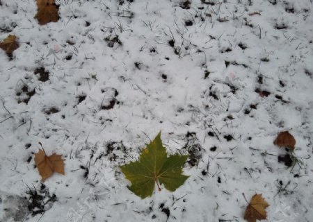 初雪落叶
