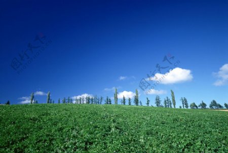 蓝天下的绿色植被