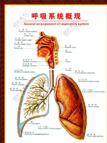呼吸系统图示