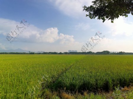 水稻风景