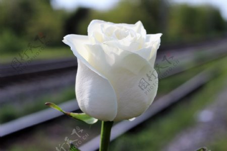 高清白玫瑰