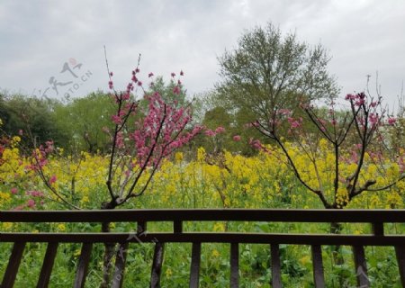 桃花和油菜花