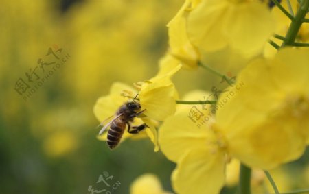 油菜花与小蜜蜂