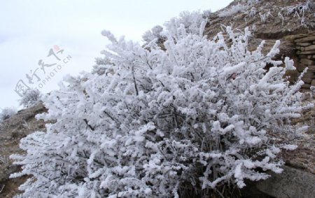 雪树
