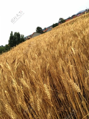 成熟的小麦穗