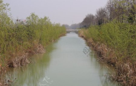 河岸绿化