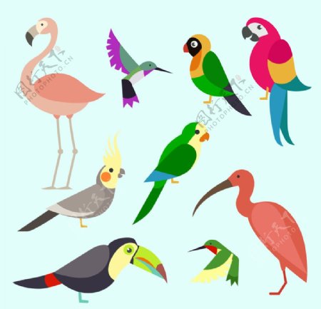 奇异多彩的鸟类