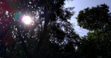 树叶遮挡太阳的树林视频