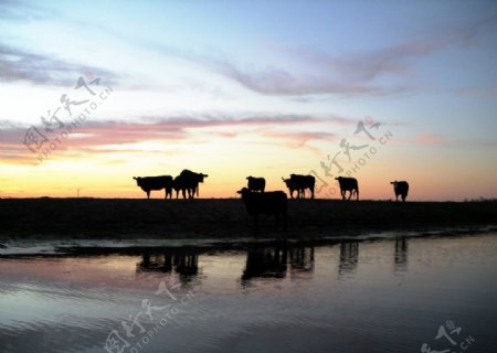 夕阳下的牧牛