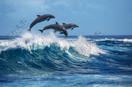 海浪海豚