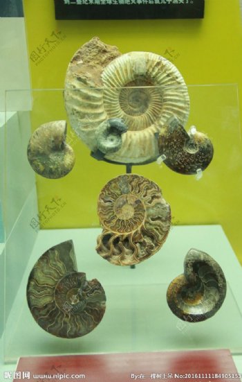 云南省博物馆化石