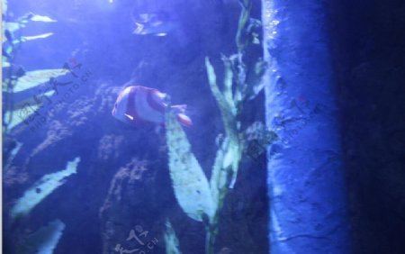 红白条纹鱼