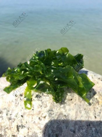 翠绿海藻
