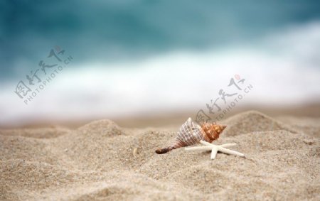沙滩海星贝壳