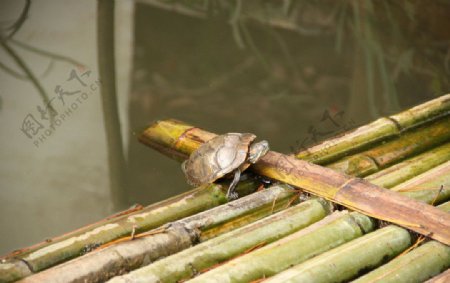 竹排上的乌龟