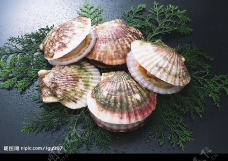 螺子肉海产品食物美食海鲜贝类