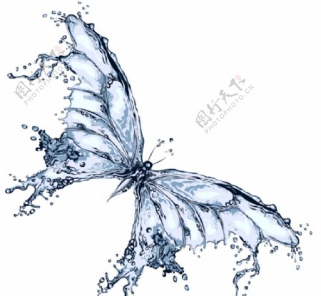 水蝴蝶
