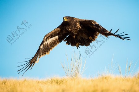 草原上飞起的雄鹰