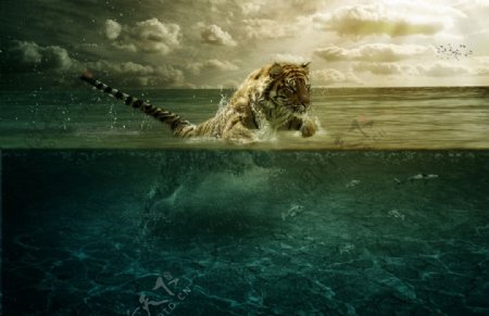 老虎海上猎食