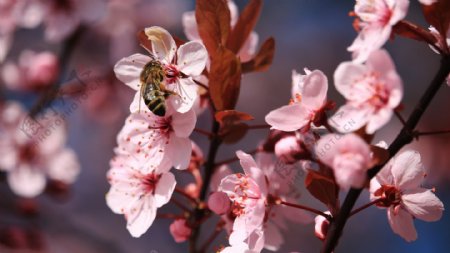 小蜜蜂和桃花