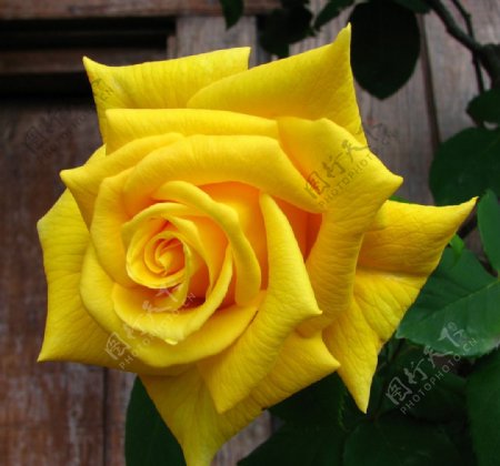 黄色玫瑰花微距