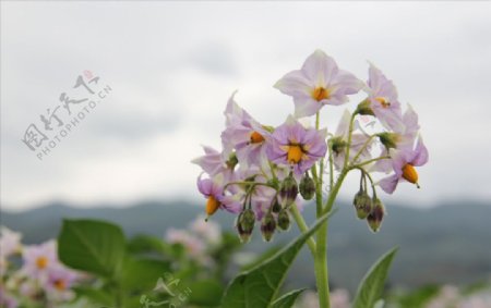 马铃薯花