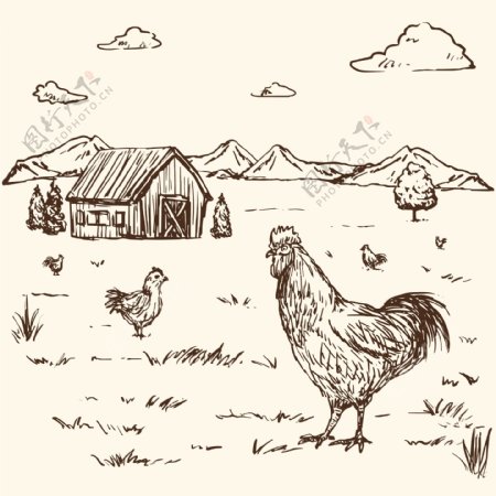 手绘农场里的公鸡