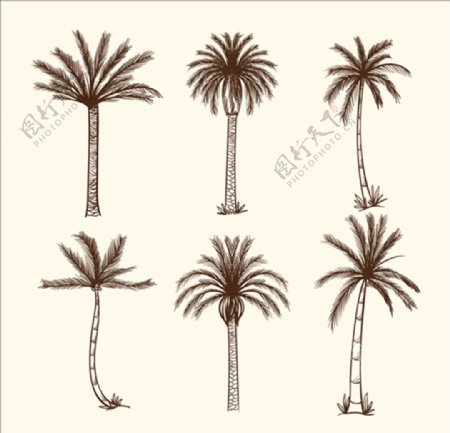 手绘素描棕榈树
