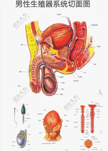 男性生殖系统