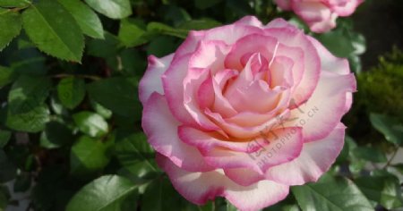 一朵粉色玫瑰花