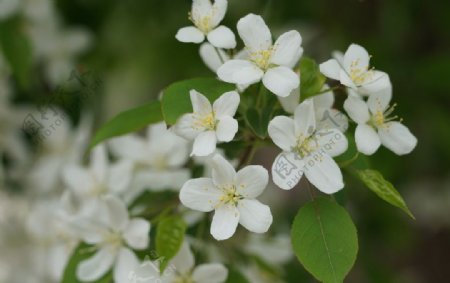 高清春天白色海棠花