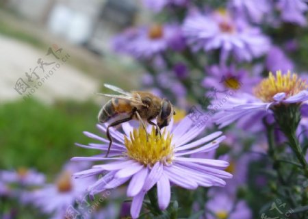小蜜蜂采花