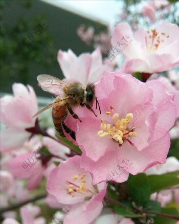 蜂与花