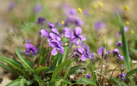 春天紫色的野花