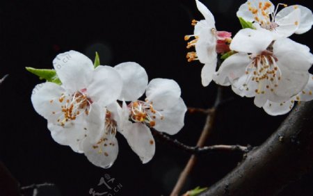 雨露杏花