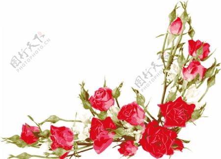 细腻彩绘玫瑰花束矢量素材