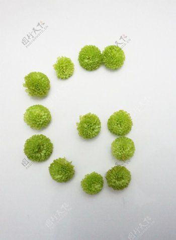 绿色乒乓菊G
