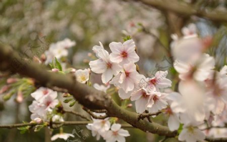 粉色樱花树照片