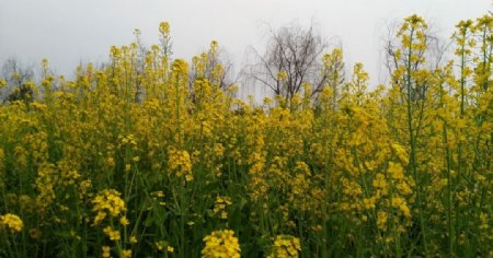 油菜花开的正好