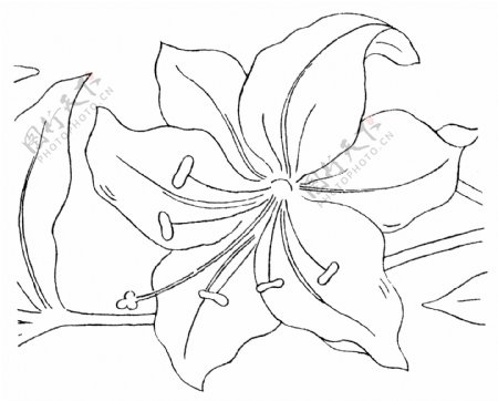花类线描矢植物量图