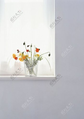 窗台上的鲜花