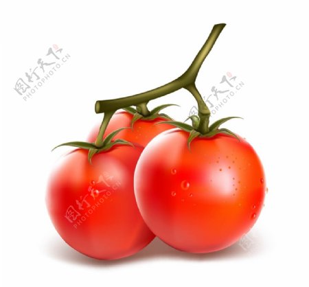 西红柿矢量图形