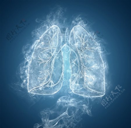 人体肺部结构