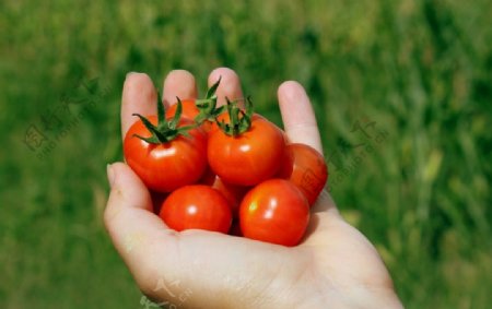 手拿红色水果番茄