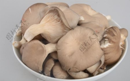 蘑菇蘑菇图片特写