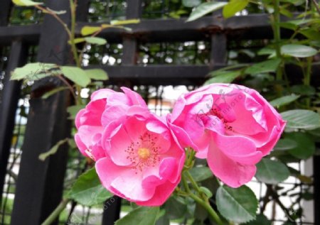 野蔷薇