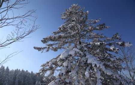 落雪树木