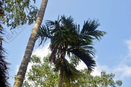 海南风光椰子