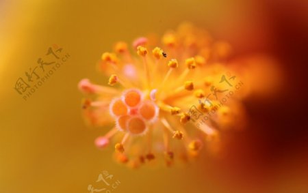 木槿花