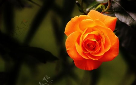 橙红色玫瑰花